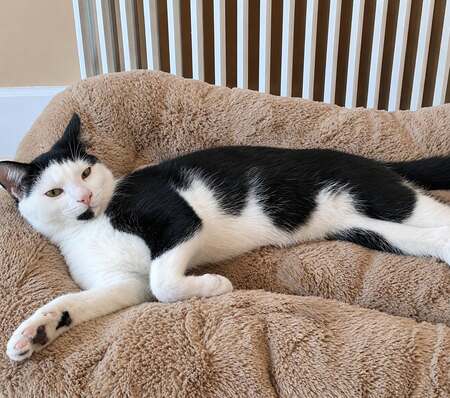 Adopter Cuba 