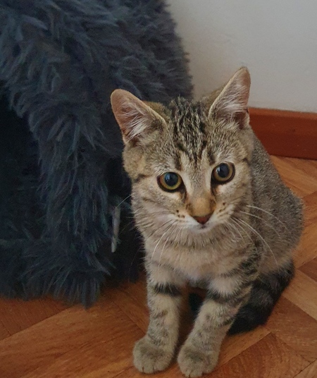 Adopter Brume