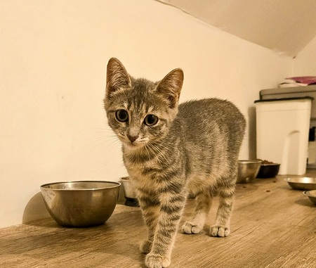 Adopter BERYL