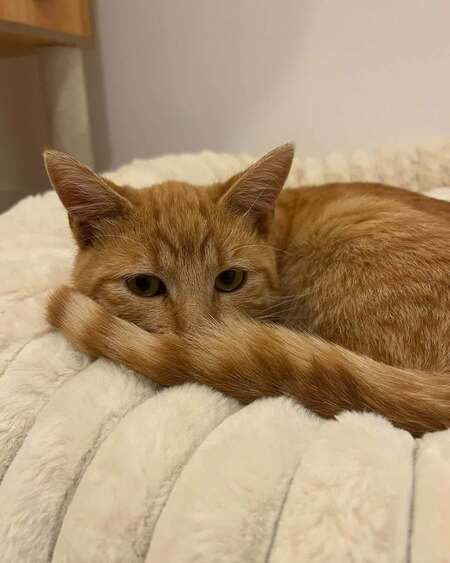 Adopter Cheddar 