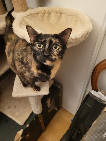 Adopter Moka