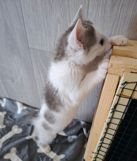 Adopter BRAILLOU
