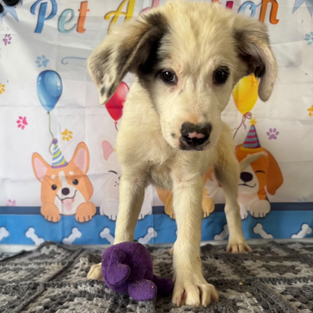 Adopter Cilaos