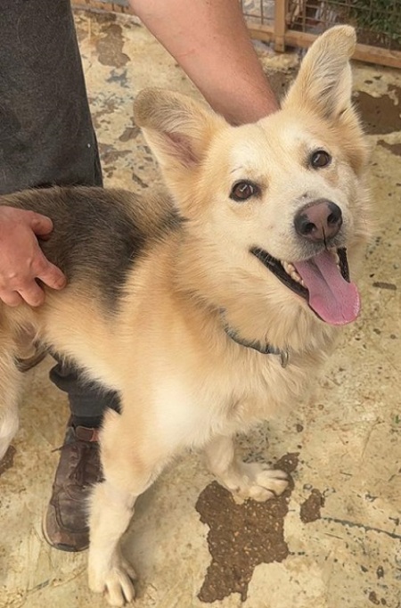 Adopter Cumpa