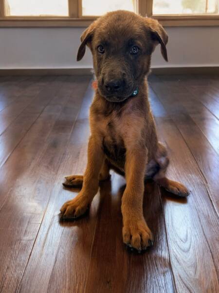 Adopter Poxy