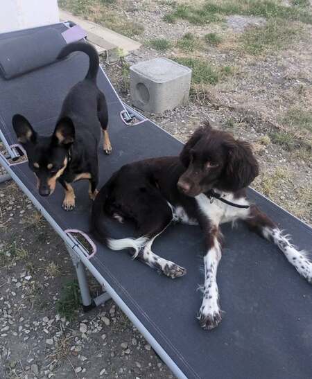 Adopter Roxy