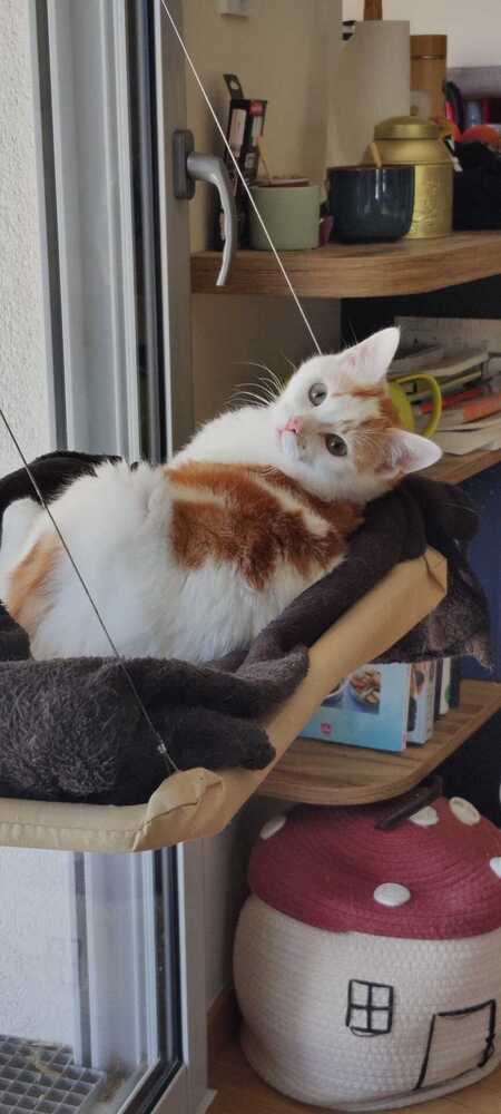 Adopter Hugin