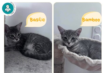 Adopter Basilic et Bamboo