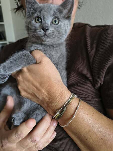 Adopter Kumo et Sora