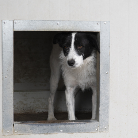 Adopter Tamara