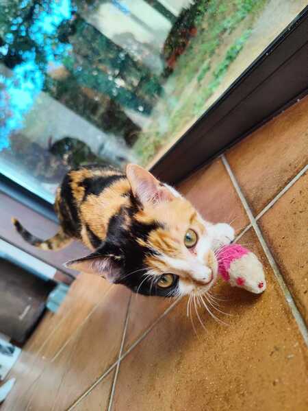Adopter Bella
