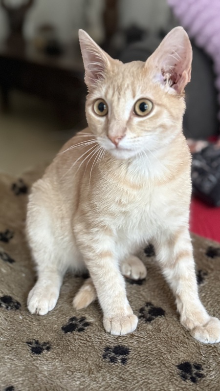 Adopter Maïqui