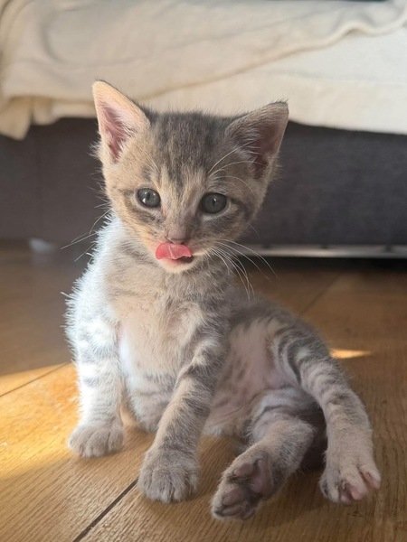 Adopter Melodix 