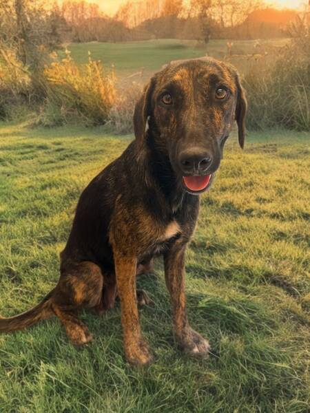 Adopter Shiva