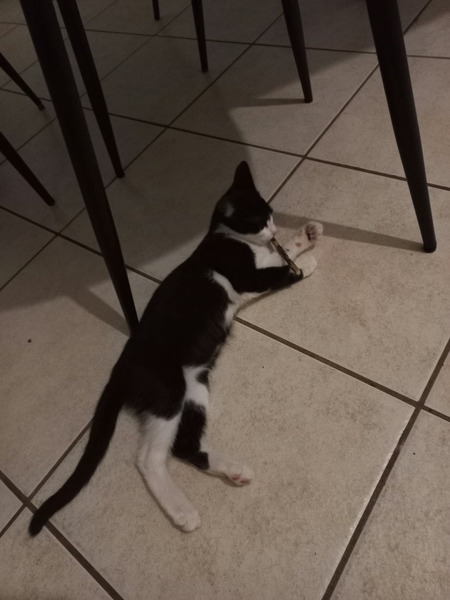 Adopter Bijou