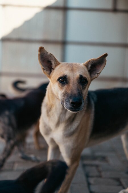 Adopter Vendie