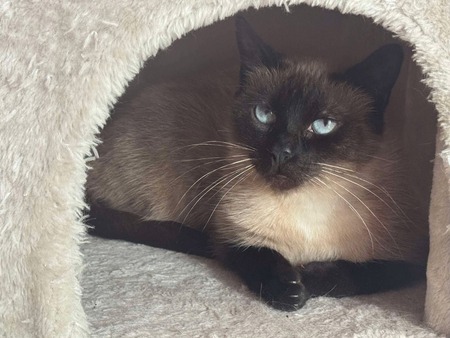 Adopter Lira