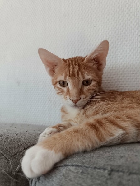 Adopter Sam