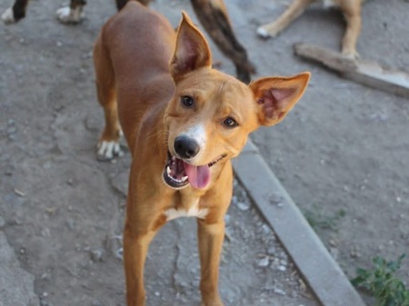 Adopter Charlie