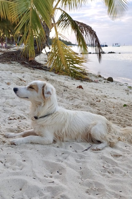 Adopter DOLCE