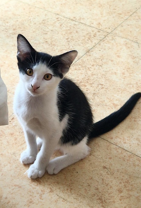 Adopter SUCHI