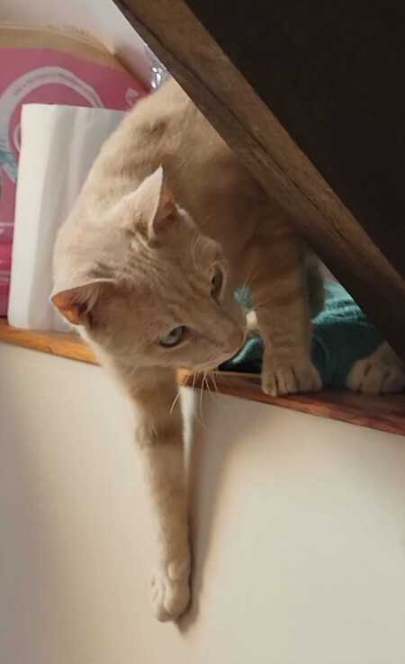 Adopter Breton 