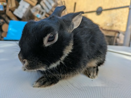 Adopter Nyx