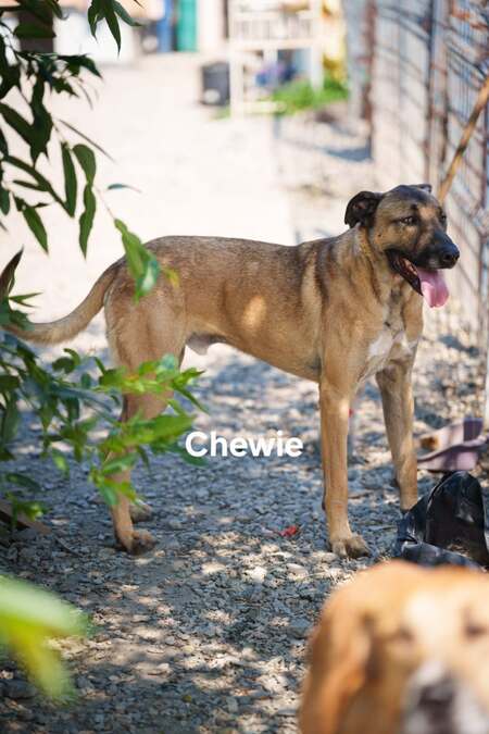Adopter CHEWIE