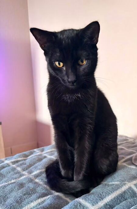 Adopter Baghou 