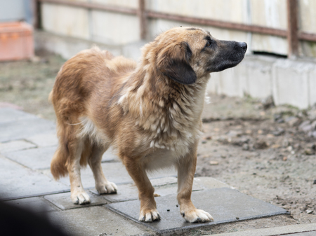 Adopter Louki