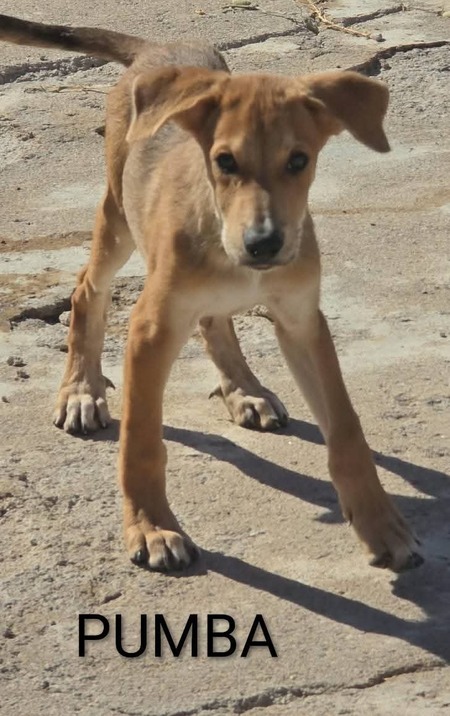 Adopter Puma