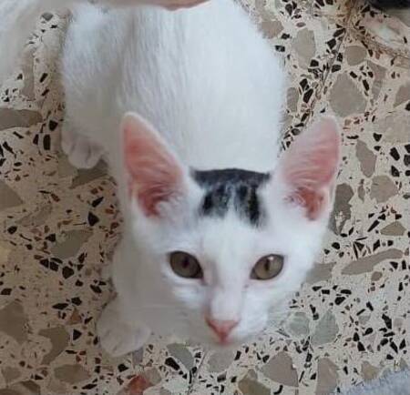 Adopter SUGAR