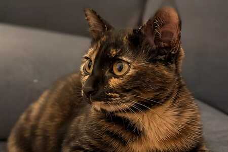 Adopter Miki