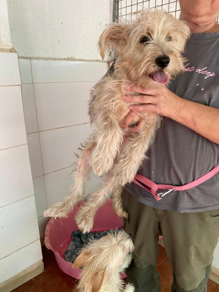 Adopter Firu