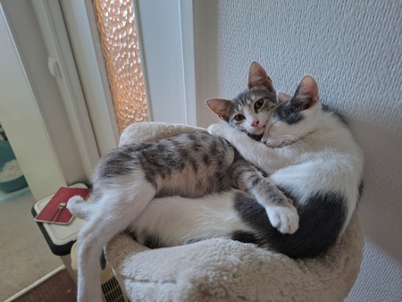 Adopter Gilda