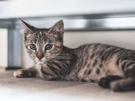 Adopter Biscarrosse 