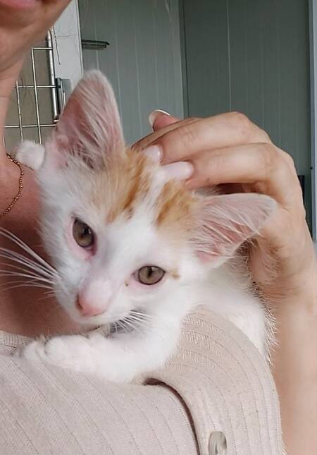 Adopter IRIS