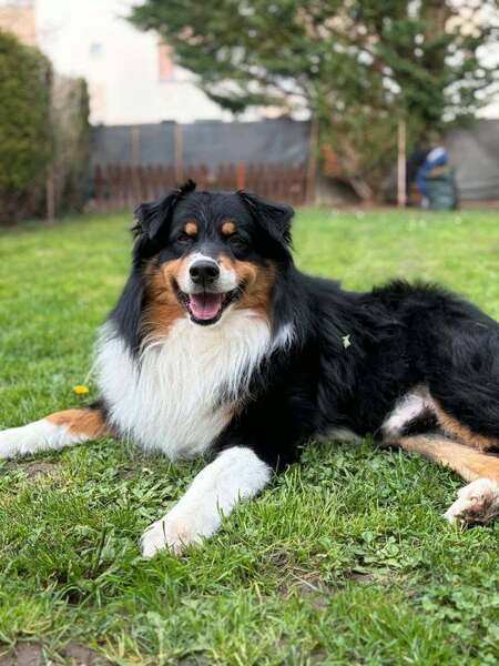 Adopter Link