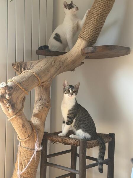 Adopter Ado