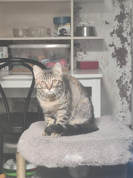 Adopter Alba