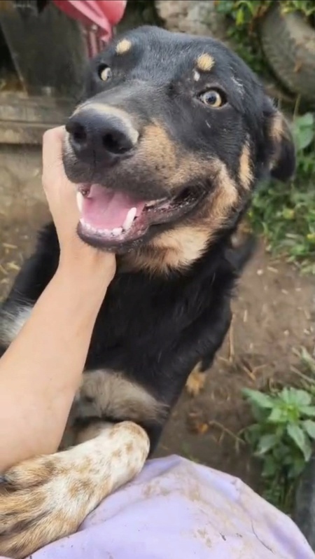 Adopter Soren