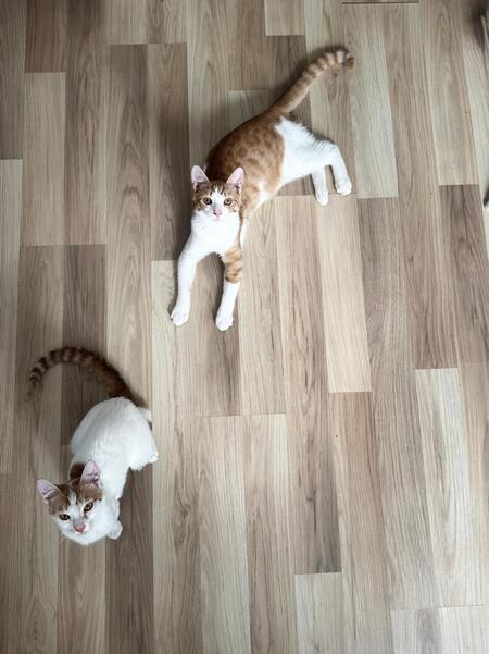 Adopter Chance et Pacha