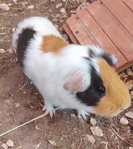 Adopter Tsha
