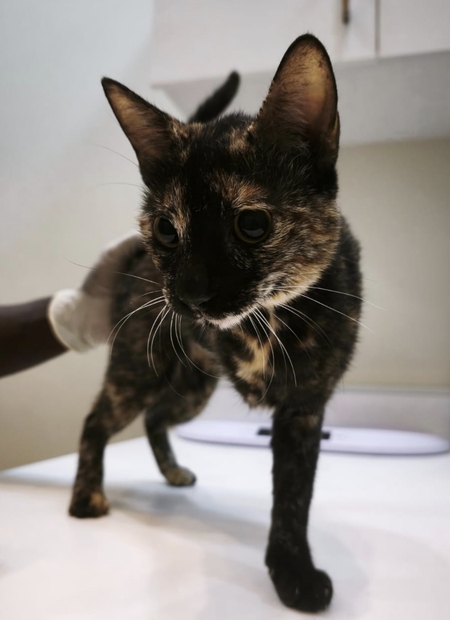 Adopter Lucky