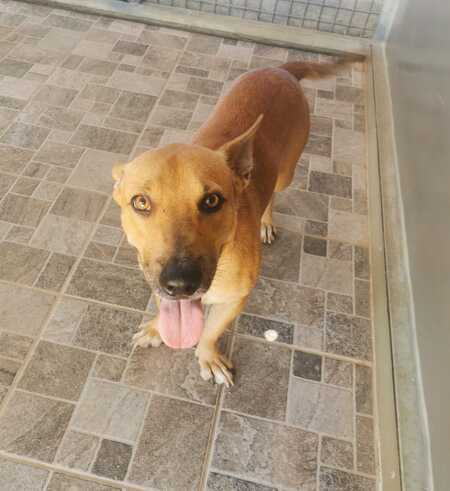 Adopter Dundee