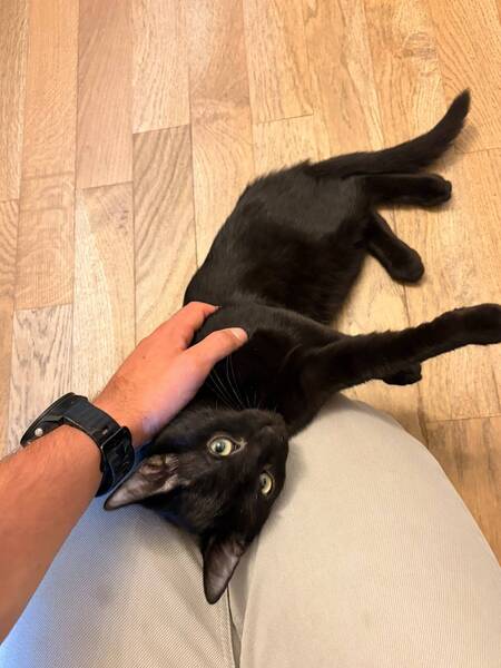Adopter Odin