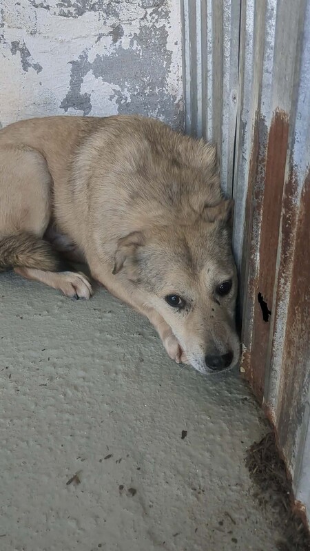 Adopter Lemon