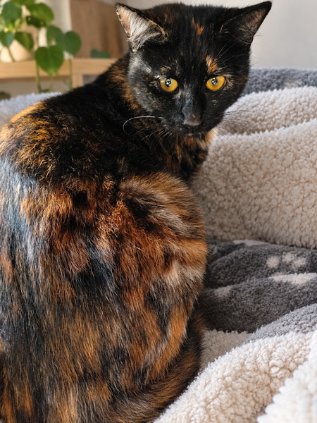 Adopter Beauté