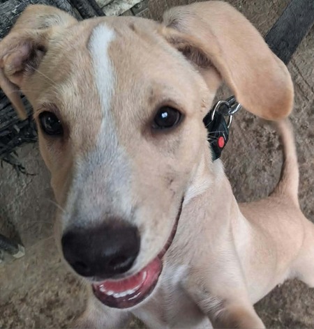 Adopter Biscuit