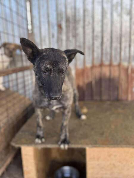 Adopter Réglisse